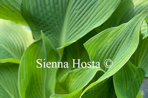 Hosta 'Minke'