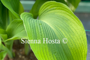 Hosta 'Minke'