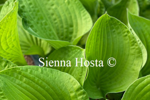 Hosta 'Erie Magic'