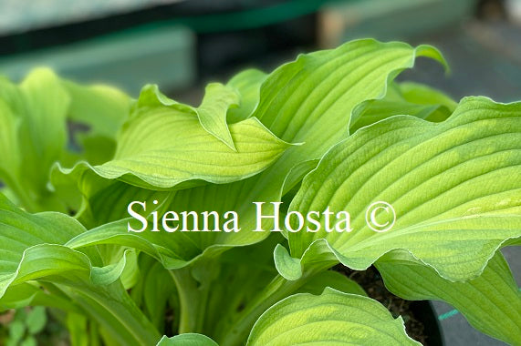 Hosta 'Prairie's Edge'