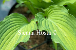 Hosta 'Prairie's Edge'