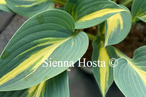 Hosta 'Timeless Beauty'