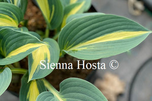 Hosta 'Timeless Beauty'