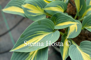 Hosta 'Timeless Beauty'