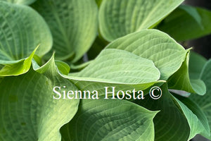 Hosta 'Paradise Ocean'