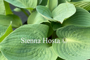 Hosta Silver Bay
