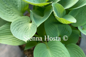 Hosta 'Silver Bay'