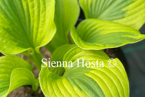 Hosta 'Summer Lovin'