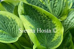 Hosta Lakeside Roy El