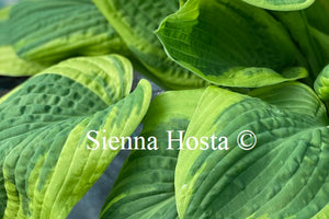 Hosta Lakeside Roy El