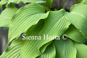 Hosta 'Red October'