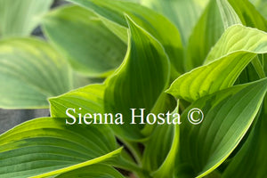 Hosta 'Yin'