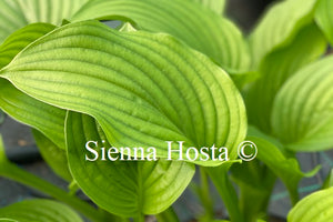 Hosta 'Royal Standard'