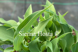 Hosta 'Salute'