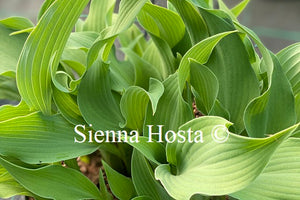 Hosta Salute