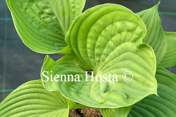 Hosta 'Titanic'