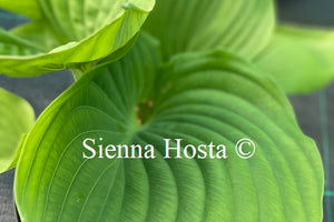 Hosta 'Titanic'