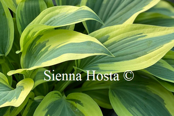 Hosta 'Wolverine'