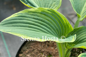 Hosta 'Megan's Angel'