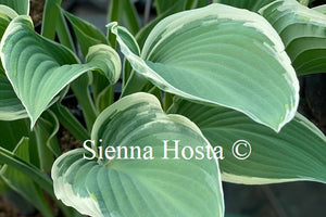 Hosta 'Tom Schmid'