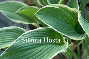 Hosta 'Tom Schmid'