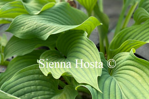 Hosta Komodo Dragon