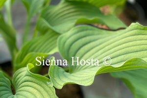 Hosta Komodo Dragon