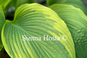 Hosta 'Hampshire County'