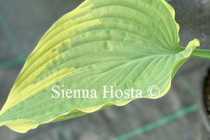 Hosta 'Stag's Leap'