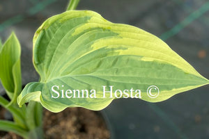 Hosta 'Stag's Leap'