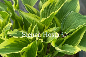 Hosta 'Antioch'