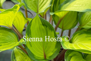 Hosta 'Volcano Island'