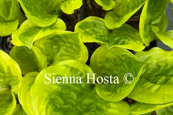 Hosta 'Fruit Loop'