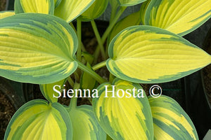 Hosta 'Remember Me'