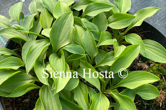 Hosta Kinbotan