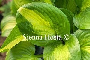 Hosta 'Summer Music'