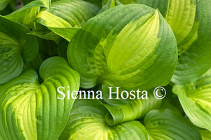 Hosta 'Summer Music'