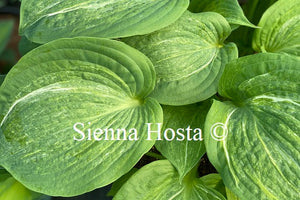Hosta 'Spilt Milk'
