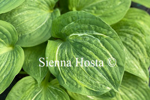 Hosta 'Spilt Milk'