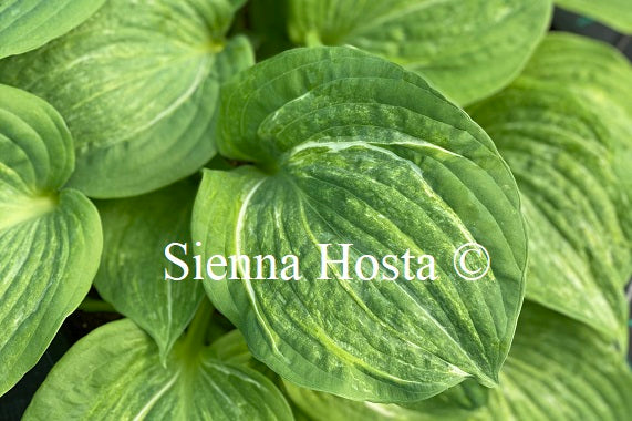 Hosta 'Spilt Milk'