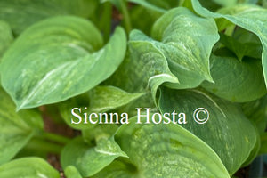 Hosta 'Spilt Milk'