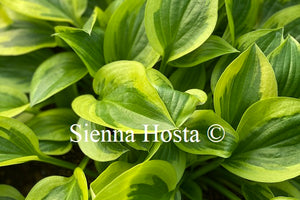 Hosta 'Thumelina'