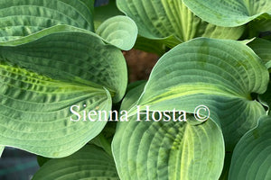 Hosta 'Lakeside Beach Captain'