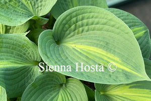 Hosta 'Lakeside Beach Captain'