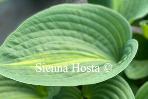 Hosta 'Lakeside Beach Captain'