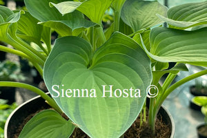 Hosta 'Sweet Home Chicago'