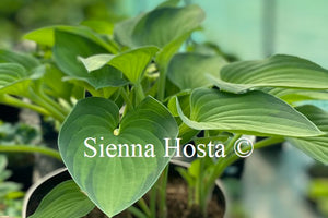 Hosta 'Sweet Home Chicago'