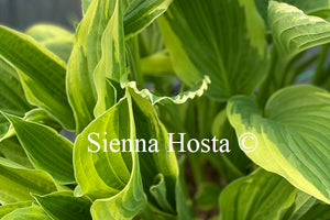 Hosta 'Silver Crown'