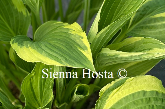 Hosta 'Silver Crown'