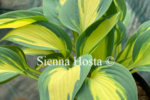 Hosta 'High Society'